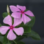 Examples - pink 5 petaled flower in close up photography