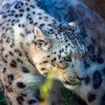 Pacing - snow leopard